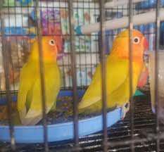 Search our free online classifieds for pets and you may just find that special companion. Mask Face Lovebirds For Sale Ricky S Exotic Pet Shop Facebook