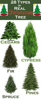 28 Types Of Real Christmas Trees Around The World Christmas Tree Plant Types Of Christmas Trees Real Christmas Tree