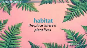 plant habitats lesson for kids