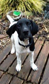Black And White Pointer Dog Petdetail Petfinder German Shorthaired Pointer German Shorthaired Pointer Dog Gsp Puppies