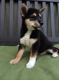 These shiba inu mix puppies are a mix of a shiba inu & another breed & are ready for their furever homes. Black And Tan Shiba Inu Puppy For Sale In San Diego California Classified Americanlisted Com