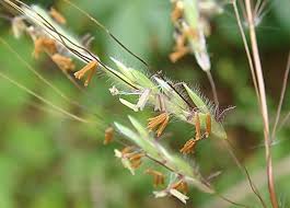 Image result for Capillipedium