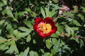 Bujorul de munte nflorete spre sfritul lunii iunie, i eman un miros i o arom asemanatoare viinelor. Newspascani Com PaÈ™cani Targu Frumos IaÈ™i Plante Ocrotite De Lege In Romania Plante Protejate Pe Cale De DispariÈ›ie Pascani Iasi Targu Frumos