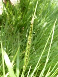 Image result for Isachne kiyalaensis