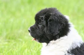 Newfoundland puppies for sale, newfoundland dogs for adoption and newfoundland dog some standards allow brown or gray newfoundlands, and some classify the landseer as an independent. Kennel Club Reg Landseer Newfoundland Puppies Rugby Warwickshire Pets4homes