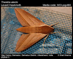 Image result for Alectra dunensis