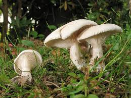 Image result for Clitopilus prunulus