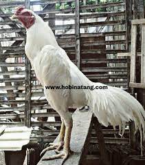 Apalagi bagian dada dan paha ayam yang kerap kali membingungkan. 10 Jenis Ayam Bangkok Terbaik Dan Bagus Untuk Dipelihara Hobinatang