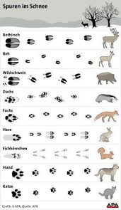 Eine interessante impulssetzung mit knete, um tierspuren von schleichtieren mit dem bilderbuch „welches rätsel tierspuren erkennen. Tiere Im Schnee Wer Hinterlasst Welche Spur Tierspuren Tiere Tierspuren Im Schnee