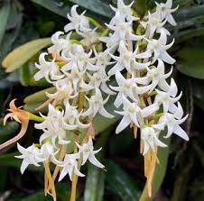 Image result for Summerhayesia zambesiaca