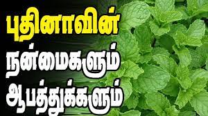 Mint Leaves Advantages And Side Effects In Tamil Mint Leaves Peppermint Tea Mint