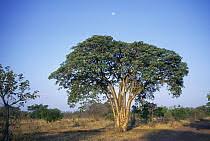 Image result for Musanga