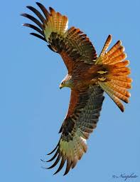 Birds Of Prey In Georgia Usa Photos By Necip Perver Birds Of Prey Beautiful Birds Pet Birds