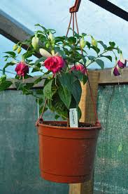 Fata Morgana Vintage Abelha Vintage