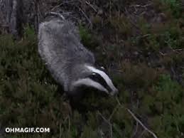 Badger funny GIF on GIFER - by Danos