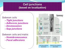 In vertebrate embryos, for example, cells from the neural crest break away from the epithelial neural tube , of which they are initially a part, and migrate along specific paths to many other. Cell Junctions Structure Role Presented By Suman Thota