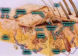 Skin Anatomy