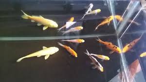 Langkah awal budidaya ikan koi untuk pemula. Perawatan Aquarium Tanpa Kuras Ikan Koi Tetap Sehat Youtube