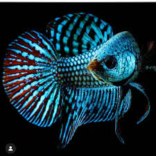 On Instagram Wild Alien Nice Shot Good Night All The Page Don T Forget To Follow Our Good Night All Betta Aquarium Fish