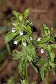 Image result for Orthosiphon schimperi