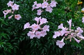 Image result for Podranea