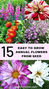 Check spelling or type a new query. 15 Easy To Grow Annual Flowers From Seed If You Are Starting A Garden Then Try These Easy To Grow Annu Annual Flowers Easy To Grow Flowers Flower Garden Care
