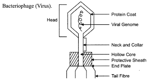 Ncert Solutions For Class 8 Science Microorganisms Friend And Foe 7 Ncertsolutions Cbseclass8science Ncertclass8science Learn Class 8 Science Solutions