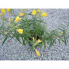 Are there any problems with the oenothera plant? Oenothera Hybrid Cold Crick Evening Primrose Paramount Nursery Inc