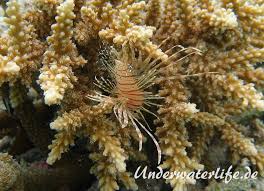 Ist ein nachtaktiver meeresbewohner der durch seine tarnung in geröllartiger umgebung liegt oder sich in den sand eingräbt. Teppich Krokodilfisch Papilloculiceps Longiceps Underwaterlife De