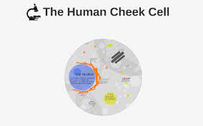 Check spelling or type a new query. The Human Cheek Cell By Jacob Fritz