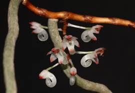 Image result for Rhipidoglossum burttii