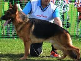 8 miles raymond haughan washington tyne and wear. Pedigree Kc Registered German Shepherd Dog Puppies In Bishop Auckland County Durham Born 29 11 17