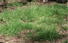 Image result for Paspalidium