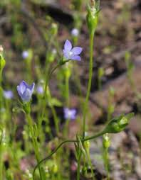 Image result for Wahlenbergia ramosissima