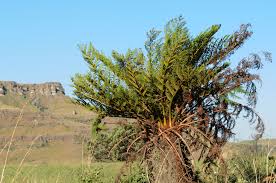 Image result for Cyathea dregei