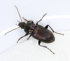 Image result for Poecilostachys