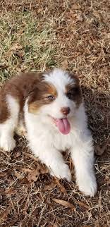 Ready to adopt a german shepherd puppy? Australian Shepherd Puppy Australian Shepherd Puppies Aussie Dogs Fluffy Dogs