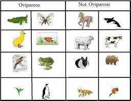 Alligators Are Oviparous Graphing Egg Laying Animals