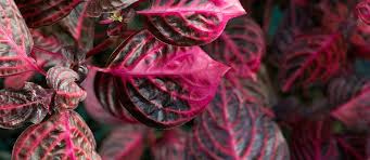 Maybe you would like to learn more about one of these? Iresine Herbstii La Pianta Sanguinaria