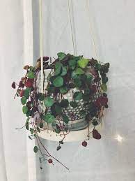 Peperomia Prostrata Ruby Cascade Pretty Plants Peperomia Indoor Plants