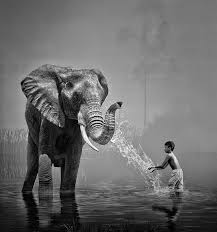 Cutie Boy With A Nice Kind Elephant Elephant Animal Drawings Animals