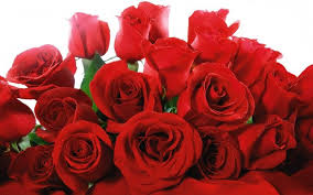Bunga mawar biasa digunakan untuk mengungapkan suatu perasaan cinta atau sayang kepada orang lain. Halaman Download Ini Manfaat Bunga Mawar Merah Untuk Kesehatan Kecantikan Asm