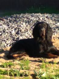 Gordon setter puppies for sale northern ireland. Gordon Setter For Sale In The City Of Skreblovo Russian Federation Price 278 Announcement 5888