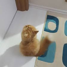 Ben Dilenci Degilim Islak Mama Istiyorumm Sadece Cats Catpersian Chincillacat Kedisever Musmula Yumos Kedikafasi Kediaski Catlovely Minik Cats