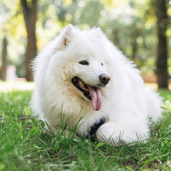 40 Best Medium-Sized Dog Breeds Perfect for Families