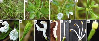 Image result for Leucas