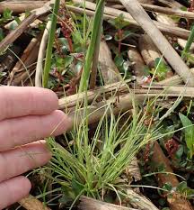 Image result for Fimbristylis squarrosa