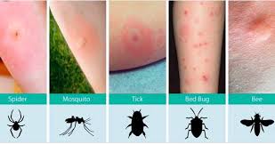 Call us today to schedule an inspection. Bug Emergency Pest Control Las Vegas Nv Home Facebook