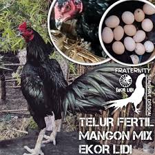 Telur ayam bangkok ekor lidi. Harga Telur Ayam Bangkok Asli Thailand Terbaru Agustus 2021 Biggo Indonesia