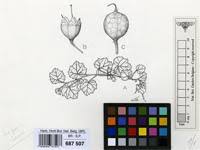 Image result for Ardisiandra sibthorpioides